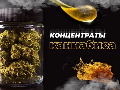 Как собирать урожай каннабиса круглый год - gInfo.news