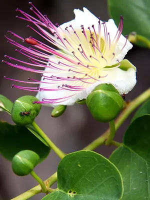 Фотография Каперсы травянистые (Capparis herbacea) Крым, Россия | Фотобанк  ГеоФото/GeoPhoto | GetImages Group