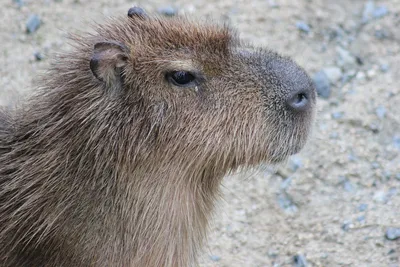 капибара с уточками | Capybara, Capybara pet, Pretty animals