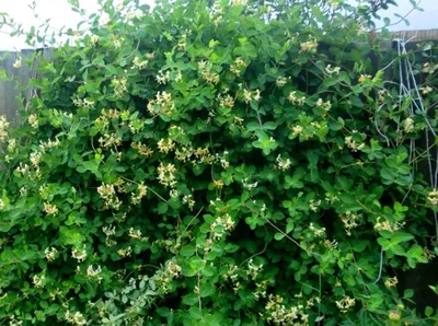 Жимолость душистая Каприфоль (Lonicera Caprifolium) купить с доставкой по  Беларуси \"BuonRoza \"