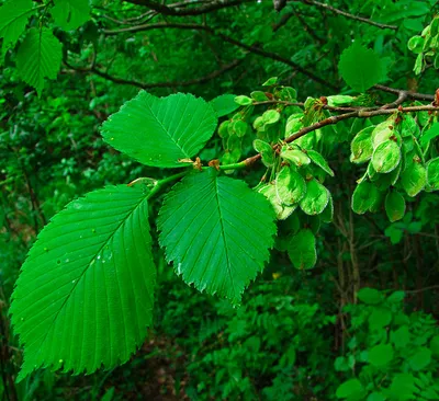 Вяз мелколистный Ulmus parvifolia Карагач купить в Москве саженцы из  питомника Greenpoint24