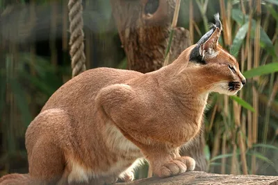 Дикие кошки: Каракал (Felis caracal)