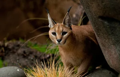 Каракал — Caracal (Felis) caracal