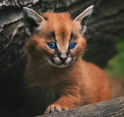 Дикие кошки: Каракал (Felis caracal)