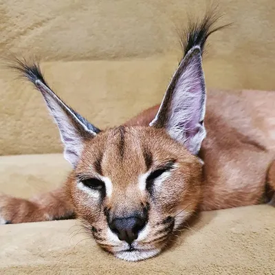 CARACAL MEETS SERVAL / Caracal is shocked by the size of the serval -  YouTube