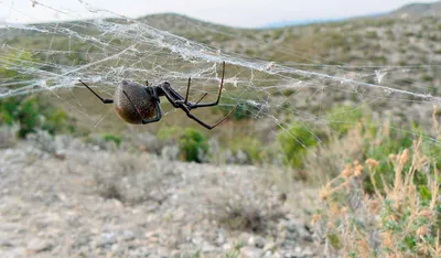 Стеатода Пайкулля или ложный каракурт (Steatoda paykulliana) | Дикий Юг