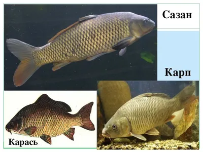 Очищенная Рыба Карась — стоковые фотографии и другие картинки Crucian Carp  - Crucian Carp, Горизонтальный, Готовить - iStock