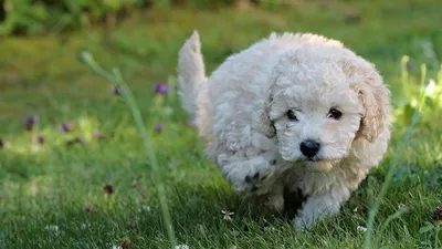 Пудель🐕: купить щенка карликового той пуделя в Москве, цена - питомник  «Суперминики»