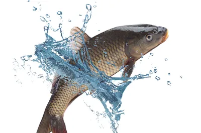 Карп Кои 12-14 см «Трёхцветки» - / рыбки добавят красок в Ваш пруд —  Интернет-магазин — АкваЛайн