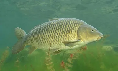 Карп - Рыбалка в Украине