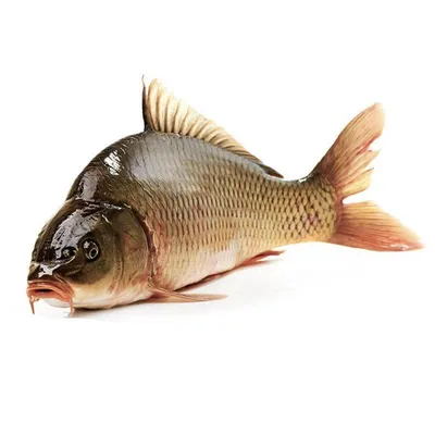 Свежая речная рыба жареный карп крупным планом фотография фотография с  изображением Фон И картинка для бесплатной загрузки - Pngtree