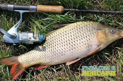 Карп Кои Ассорти. Класс А - Cyprinus carpio var. (10-12см)