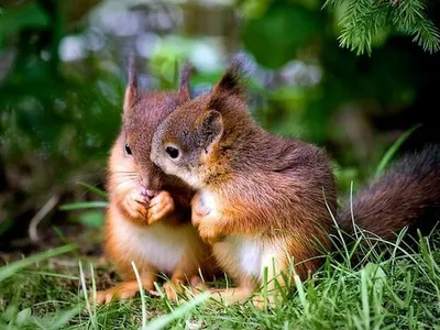 Белочки- они такие белочки☺️🐾 Мои любимые рыжики😍😘, их просто не хочется  выпускать из рук🤗💗 #бельчонок #белка #белочка #сухоевалян… | Шерсть,  Валяние, Животные