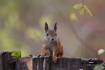 Ох уж эти белочки | Rina🐿️🐿️🐿️ | Дзен