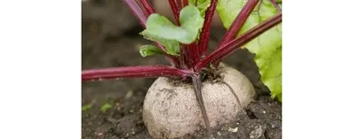 Продам буряк столовий, купити буряк столовий — Agro-Ukraine