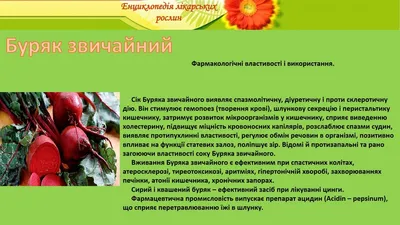 Буряк Незрівнянний [20г] - ОВОЧЕВІ - Насіння України