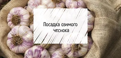 Луковицы Чеснок купить по выгодной цене в интернет-магазине OZON  (1117710030)