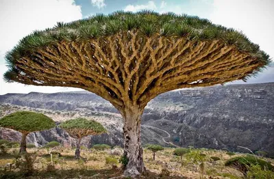 Гигантское хлопковое дерево в банджаре Баян (Bayan Ancient Tree) - Балифорум