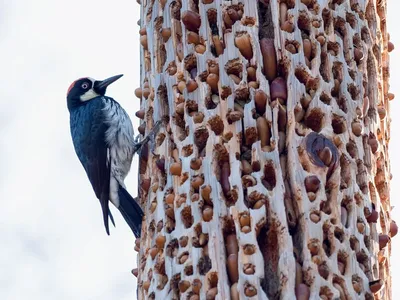 Сирийский дятел - eBird