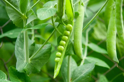 Горох овощной 'Альфа' — описание сорта, характеристики | на LePlants.ru