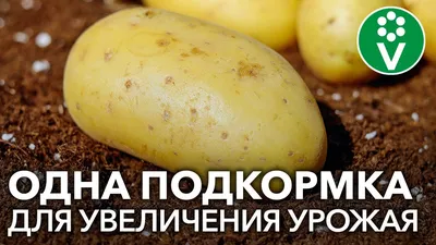 Запечённый картофель в микроволновке - Лайфхакер