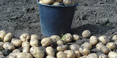 Картинка картоплі