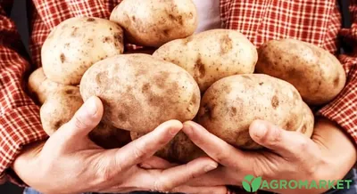 Calaméo - Каталог голландських сортів картоплі від компанії IPM Potato