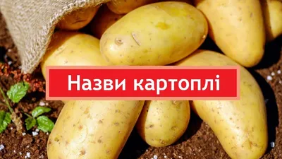 Який протруйник для картоплі краще - протруювання картоплі перед посадкою