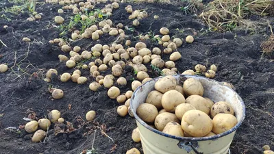 Свежая органическая картошка и сладкий картофель стоят вне среди много  предпосылка картошки в супермаркете Куча корня картошки Po Стоковое Фото -  изображение насчитывающей ново, гессенский: 88286180