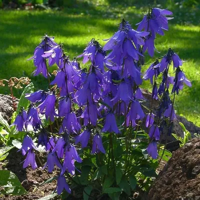 Колокольчик персиколистный (Campanula persicifolia) - Природа Республики  Мордовия