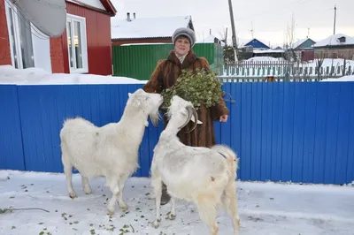 Купить Статуэтка \"Коза рогатая\" в Нижнем Новгороде - интернет-магазин Дом  Чая