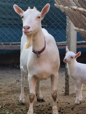 Снежная коза или горная коза. Rocky moumtain goat. Она ловко поднимается на  отвесные скалы скалистых гор. Stock-Foto | Adobe Stock