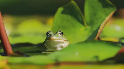 Съедобная лягушка, или прудовая лягушка | zoo-ekzo.com- Экзотические  животные