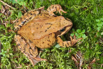 Лягушка Рогатая Амазонская Ceratophrys Cornuta купить в Москве по выгодной  цене в зоомагазине «Panteric»