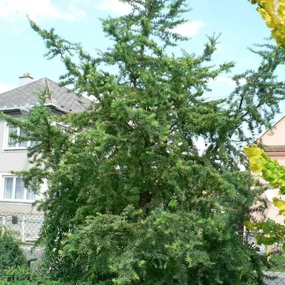 Лиственница Кемпфера (Larix kaempferi) “Grey Pearl”