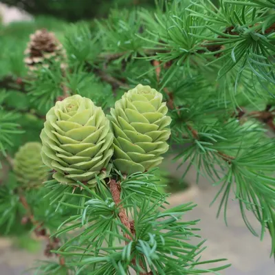 Category:Larix kaempferi - Wikimedia Commons