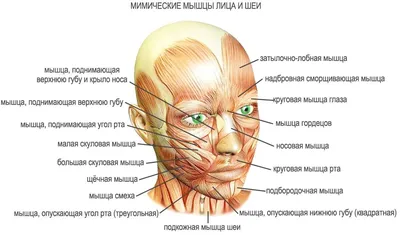 Шесть ситуаций, в которых можно увидеть истинное лицо человека | Бизнес.  Психология. Деньги. | Дзен