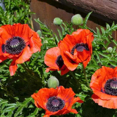 Семена Мак самосейка (Papaver rhoeas) - Цена: €2.05