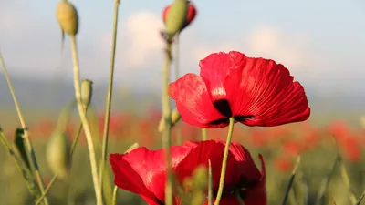 Можно ли выращивать мак на даче - Красота легальная и запрещенная |  Волжский сад | Дзен