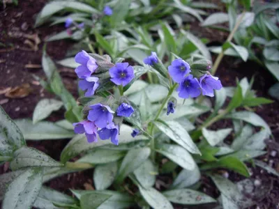 Лекарственное растение Медуница мягчайшая ( Pulmonaria mollis ) Stock Photo  | Adobe Stock