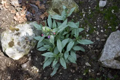 Медуница лекарственная, трава 50гр ЛекраСэт (Pulmonaria officinalis) |  Интернет-магазин \"Сила природы\"