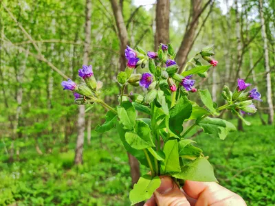 Медуница мягкая (около 200 семян).