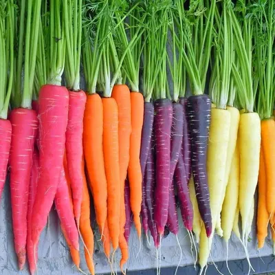 Купить семена Морковь Вероника F1 — от НПО Сады Росcии