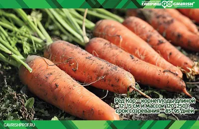 Почему современная морковь, как правило, оранжевого цвета? — Музей фактов