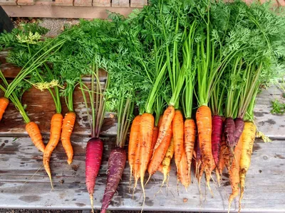Морковь мытая весовая, цена – купить с доставкой в официальном  интернет-магазине Мираторг
