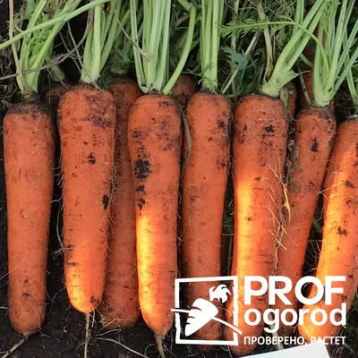 Морковь: выращивание, посадка, уход в открытом грунте