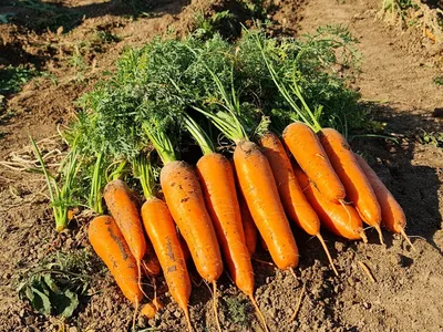 Морковь Солнечная жёлтая - один из самых старых сортов моркови