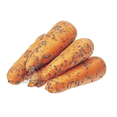 Купить семена моркови Проминанс F1 в Казахстане – Продажа голландских семян  моркови Prominence оптом и в розницу в магазине Enza Zaden Kazakhstan