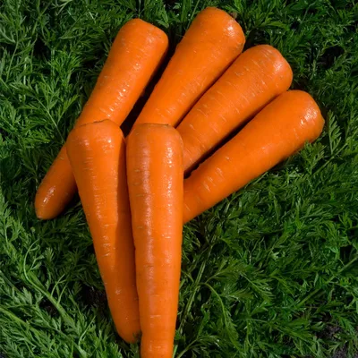 Как вырастить большую и сладкую морковь - чем удобрить | РБК Украина
