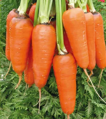 Купить Морковь молодая с доставкой по Москве и области, цена